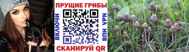 Псилоцибиновые грибы Magic Shrooms  Костомукша 